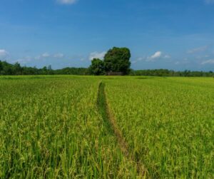 pasy napędowe dla rolnictwa